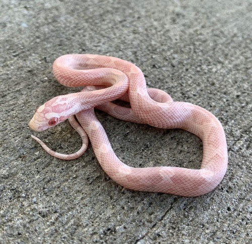 Coral Snow Motley Corn Snakes for sale Coral Snow Motley Corn Snakes for sale