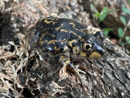 Spadefoot Toad (Scaphiopodidae  sp)