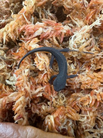 Sword-tail newt (cynops ensicauda popei) for sale