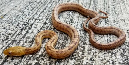 Elaphe obsoleta deckerti-Deckerts RatSnakes for sale