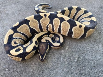 Desert Ghost Ball Python for sale