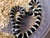 Desert Banded California King Snake for sale | Snakes at Sunset