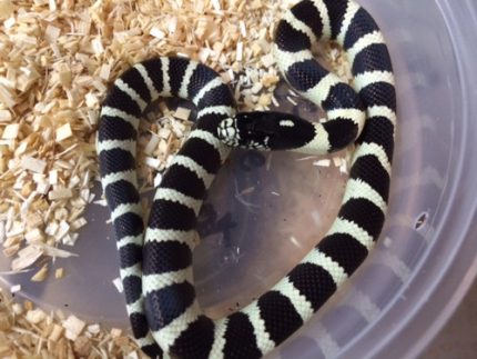 Desert Banded California King Snake for sale | Snakes at Sunset