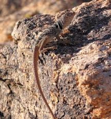 Collard Lizard for sale