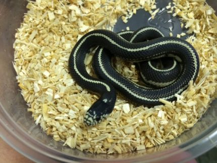 Desert Striped California King Snake for sale | Snakes at Sunset