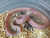 Desert Striped California King Snake for sale  | Snakes at Sunset
