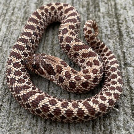HET FOR SNOW HOGNOSE SNAKE FOR SALE