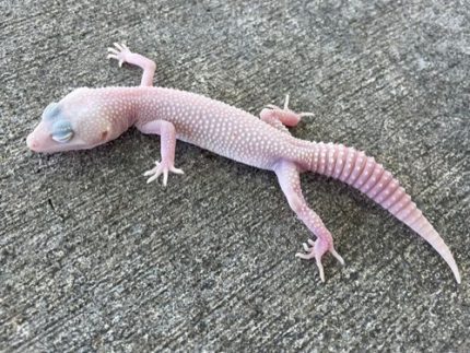 Diablo Blanco Leopard Gecko snake eyes