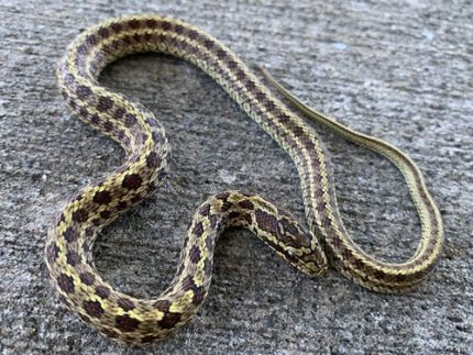 Dione Rat SNake for sale