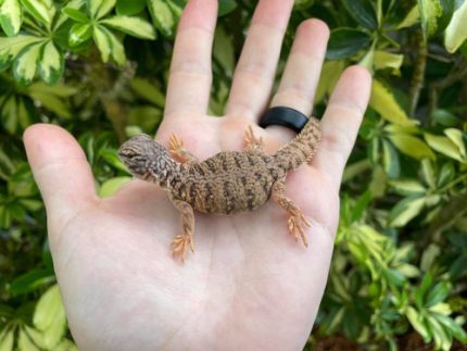 Dispar Uromastyx for Sale | Snakes at Sunset