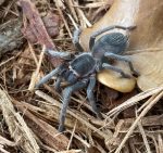 Violet Tree Spider for sale ( Tapinauchenius cupreus)