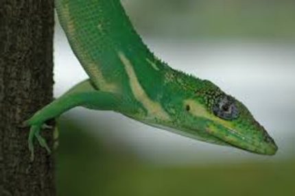Cuban Knight Anole for sale