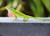 Green Anole for sale - male