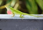 Green Anole for sale - male