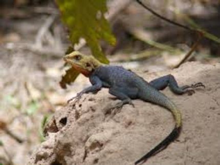 Red Head Agama for sale (Agama agama) FLORIDA WC