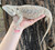 ADULT  Bearded Dragon for Sale (Pogona vitticeps)