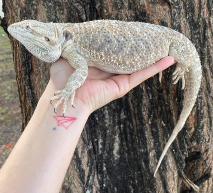 ADULT  Bearded Dragon for Sale (Pogona vitticeps)
