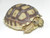 Sulcata Tortoise for Sale