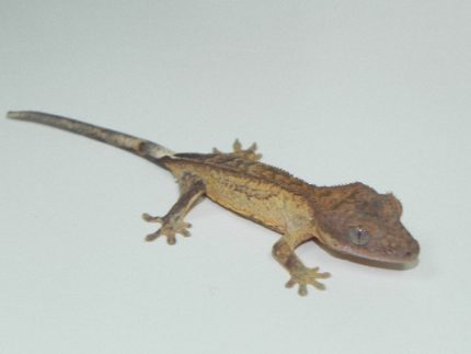 Crested Geckos for sale