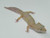 Albino Leopard Gecko for sale