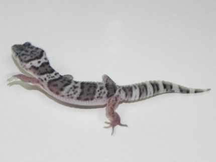 Mack Jungle Snow Leopard Gecko for Sale | Snakes at Sunset