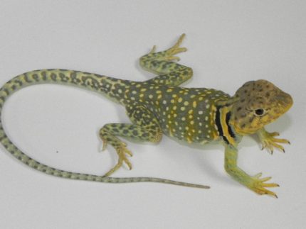 Eastern Collard Lizards for sale