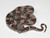 Colombian Boa Constricor for sale