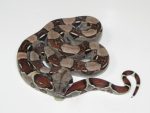 Colombian Boa Constricor for sale