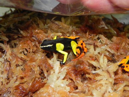 Painted Mantella for sale