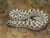 Western Hognose Snake for sale | Snakes at Sunset