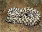Western Hognose Snake for sale | Snakes at Sunset