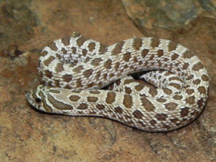 Western Hognose Snake for sale | Snakes at Sunset