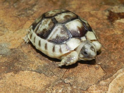 Marginated Tortoise for sale