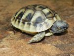 Hermanns Tortoises for sale