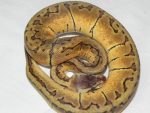 Lemon Blast Ball Pythons for sale