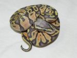 Pastel Orange Ghost Ball Python for sale