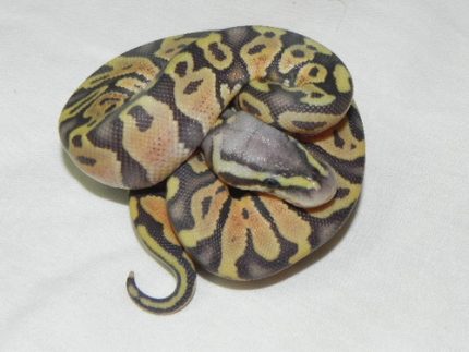Pastel Orange Ghost Ball Python for sale