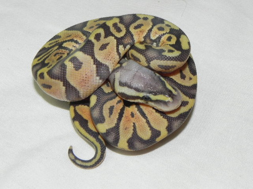 Pastel Orange Ghost Ball Python for sale Pastel Orange Ghost Ball Python for sale