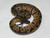 Baby Ball Pythons for sale