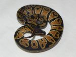 Baby Ball Pythons for sale