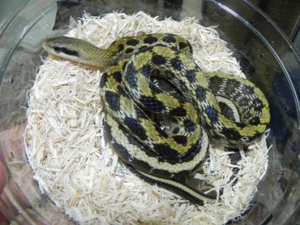 Taiwan Beauty Snake for sale