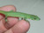 Japanese Long Tail Lizard for sale