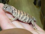 Baby Ornate Uromastyx for sale