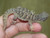 Baby Egyptian Uromastyx for sale