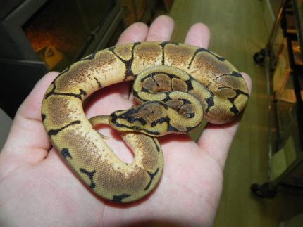 Spider Ball Python for sale