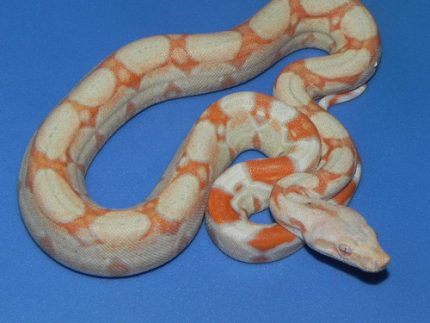 Albino Boa Constrictor For sale