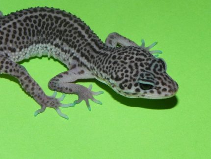 Super Snow Leopard Geckos for sale