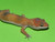 Enigma Leopard Gecko for sale