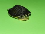Asian Box Turtles for sale