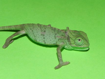 Baby Veiled Chameleons for sale